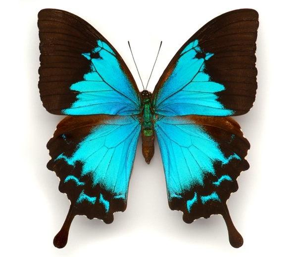 Ночные бабочки виды и названия с фото